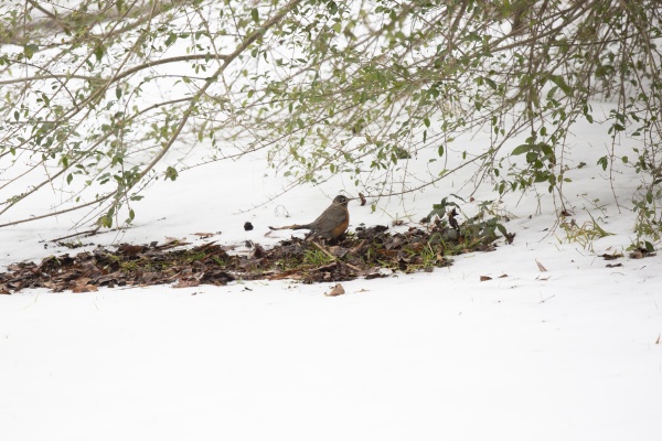 majestic american robin on the ground
