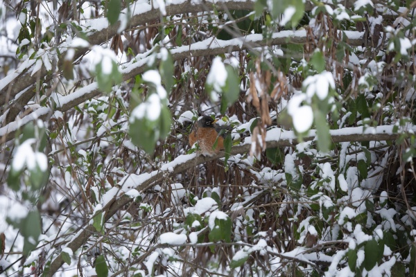 curious and cold american robin