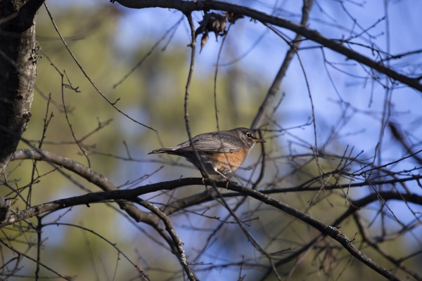 american robin on a branch