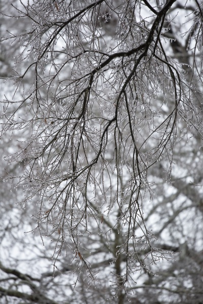 ice hanging from a tree