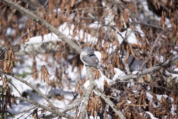 tufted titmouse grooming from a perch
