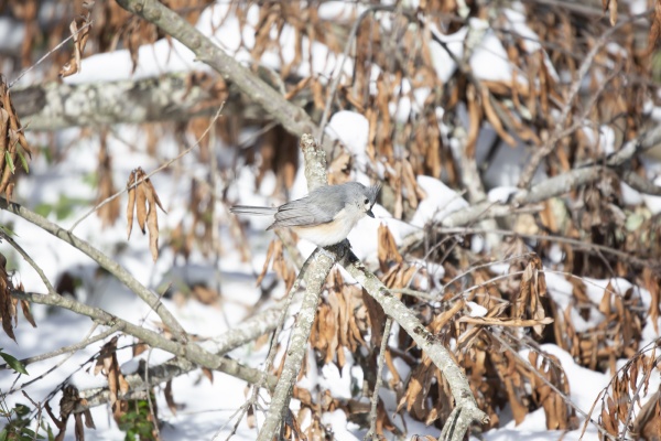 majestic and curious tufted titmouse