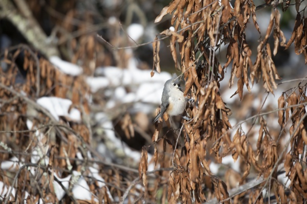 tufted titmouse foraging on dead leaves