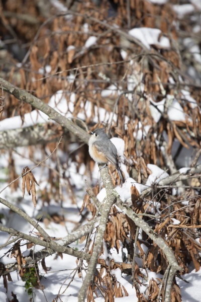 tufted titmouse looking out majestically