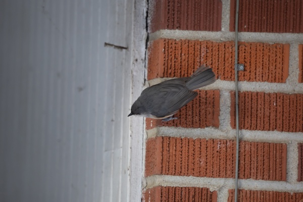 tufted titmouse on a red brick