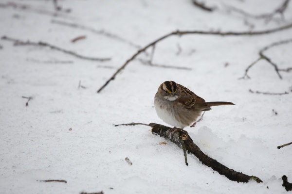 white throated sparrow on an ice