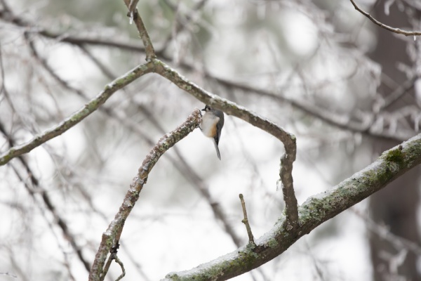 tufted titmouse foraging on an icy