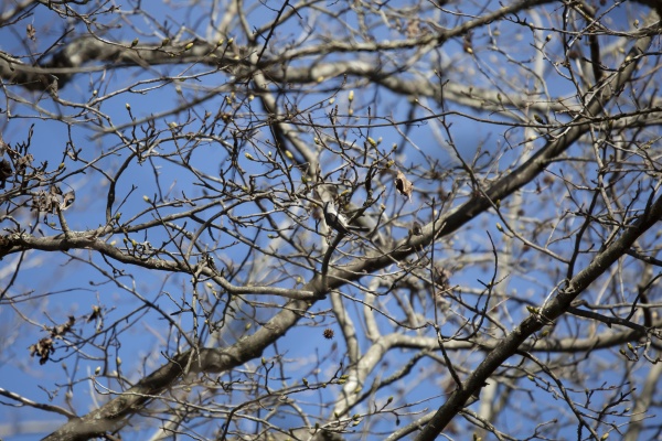 tufted titmouse foraging in a tree