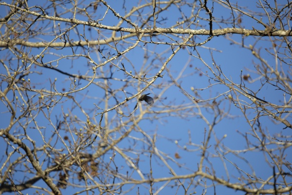 yellow rumped warbler in flight