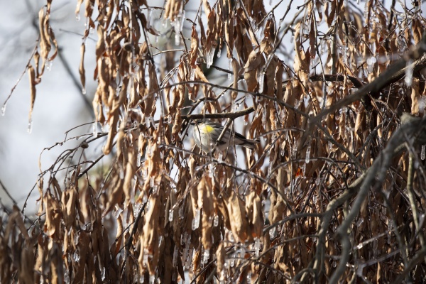 yellow rumped warbler foraging on a