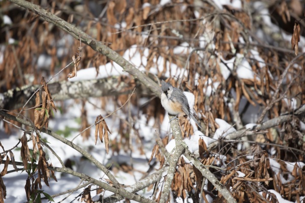 majestic, and, curious, tufted, titmouse - 30773822