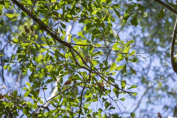 tufted titmouse in a tree