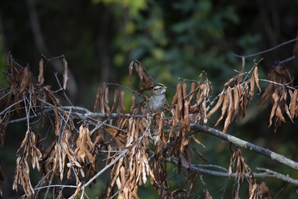 white throated sparrow on a branch