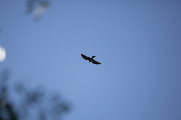 mississippi kite in flight