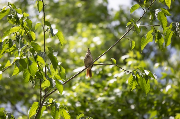 curious brown thrasher on a tree