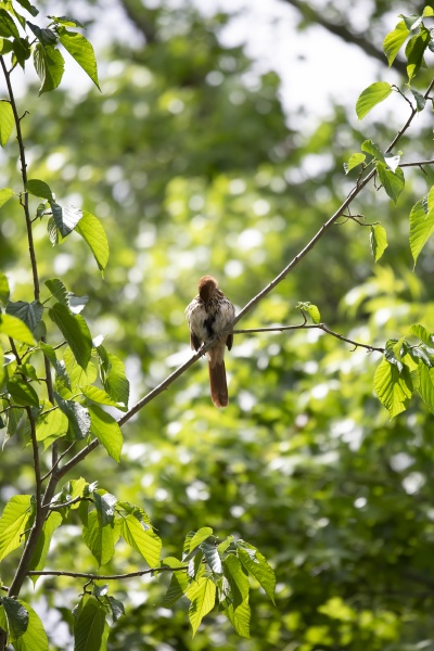 brown thrasher grooming on a tree