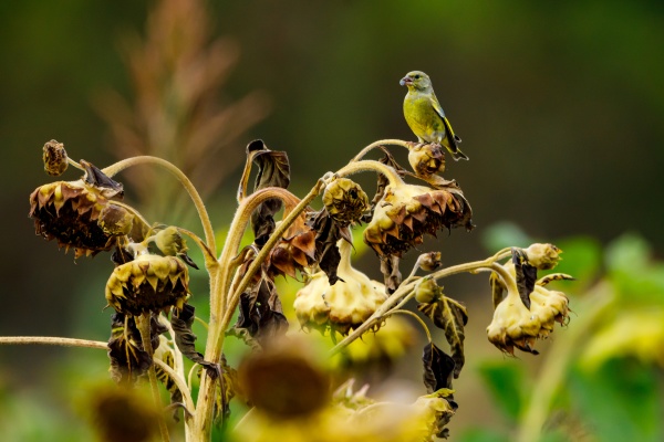 a greenfinch at a sunflower