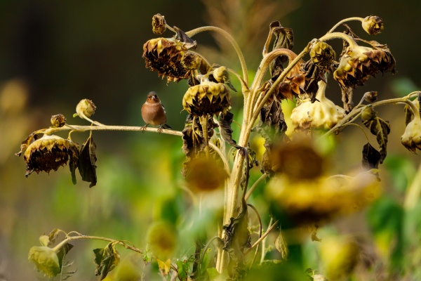 a chaffinch on a sunflower