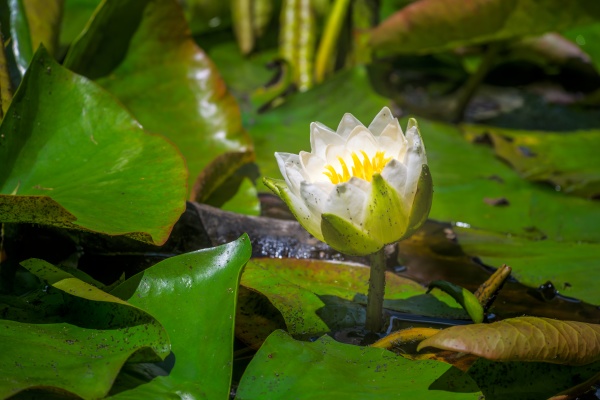 white water lilly blossom in a
