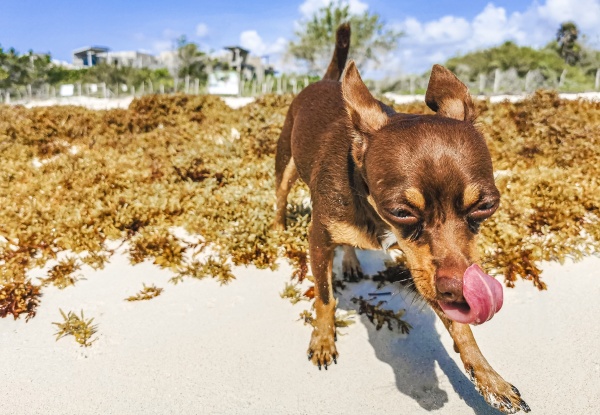 mexican chihuahua dog plays on beach