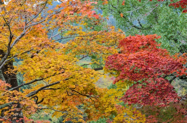 japanese autumn color leaves of maple