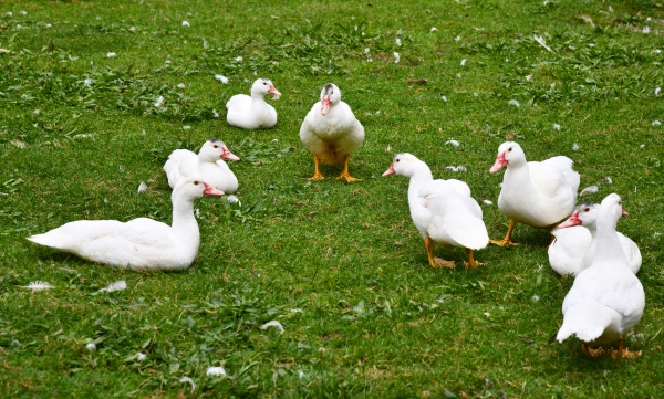 ducks on the green meadow