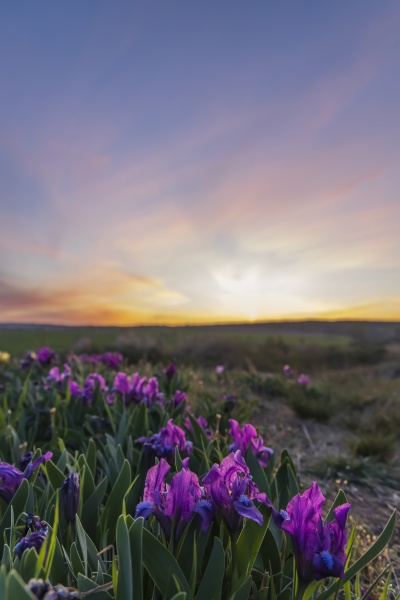 dwarf iris in pusty kopec u