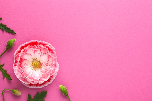 elegant pink paper background with poppy
