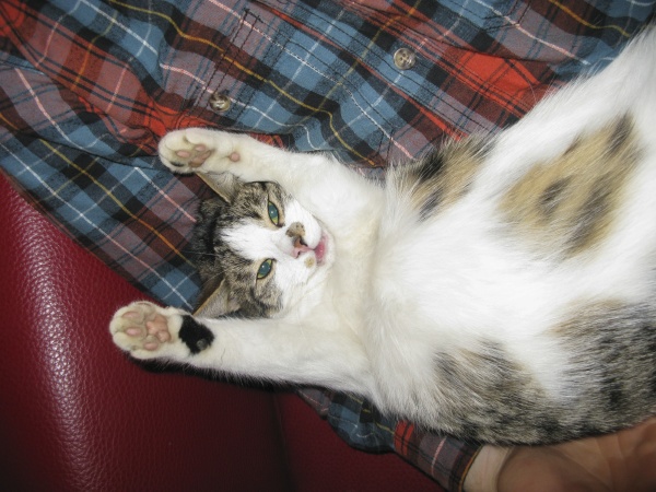 cat enjoys lying in the hand