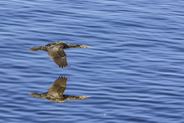 cormorant flying over the pacific ocean