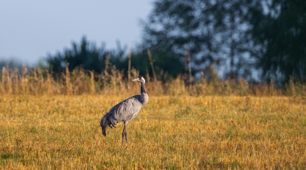 common cranes grus grus in