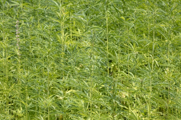 cannabis plant at the field
