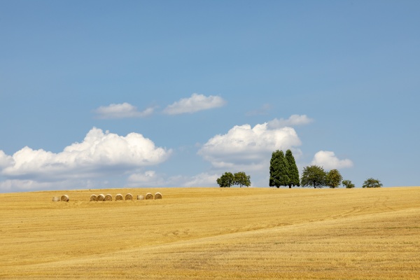 rural landscape with field after harvest