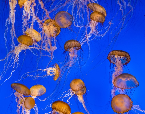 jelly fishes in the deep blue