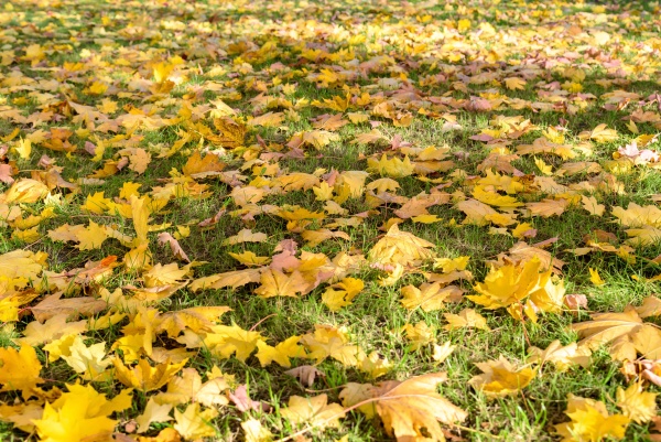 autumn leaves on the grass as
