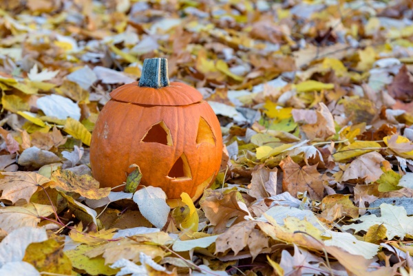 hollow halloween pumpkin amongst the autumn