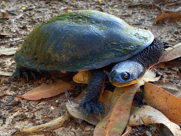 eastern snake necked turtle