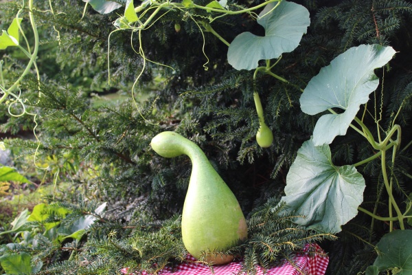 a gourd in the garden
