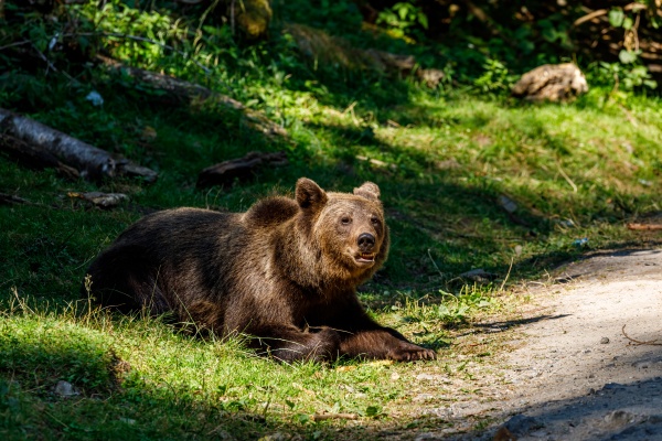 the eurasian brown bear in the