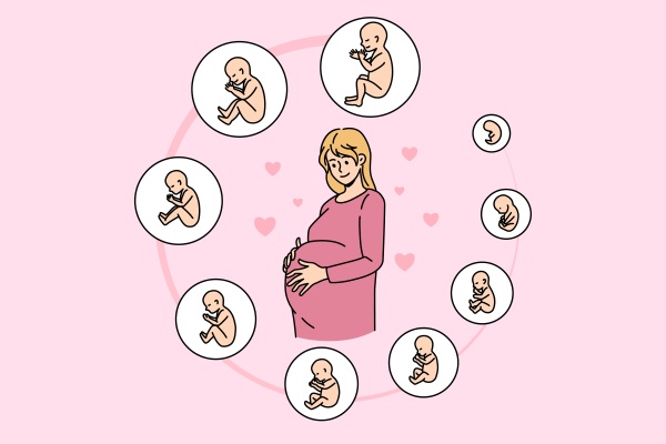 pregnant woman with embryo development stages