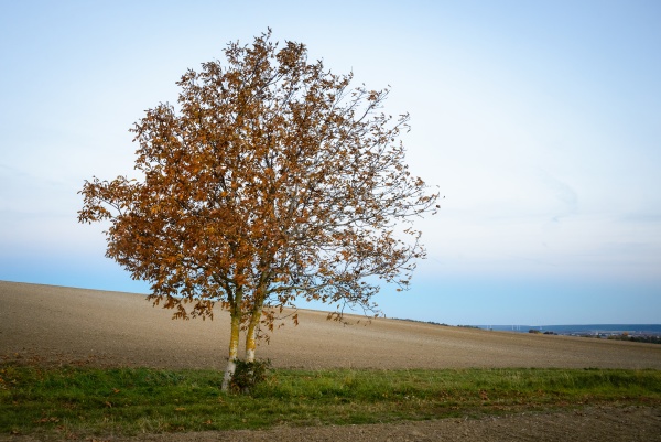 twin walnut tree on a field