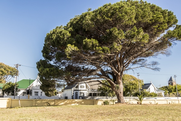 big, african, tree, in, cape, town - 30889206