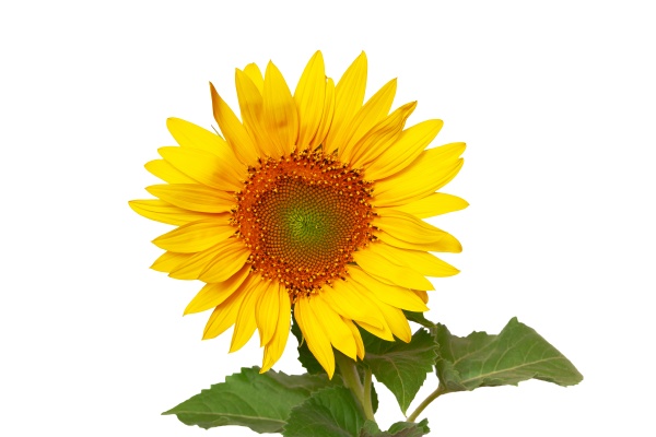 bouquet of sunflowers isolated on white