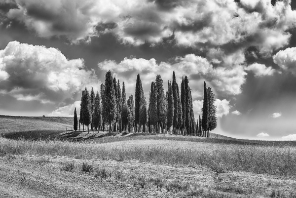 iconic group of cypresses in san