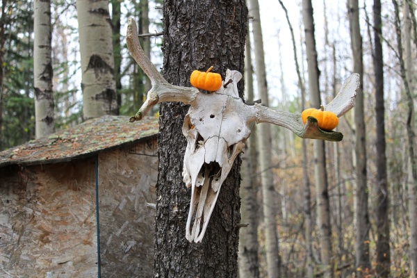 a moose skull outside a outhouse