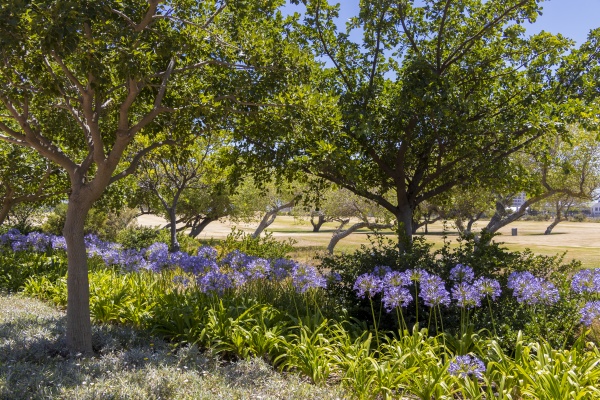 purple flowers in green point park