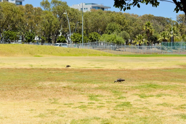 hadada ibis birds on grass