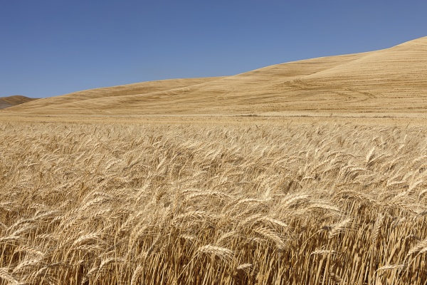 golden wheat in eastern washington