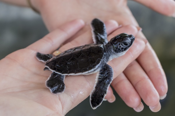 black baby turtle on hands