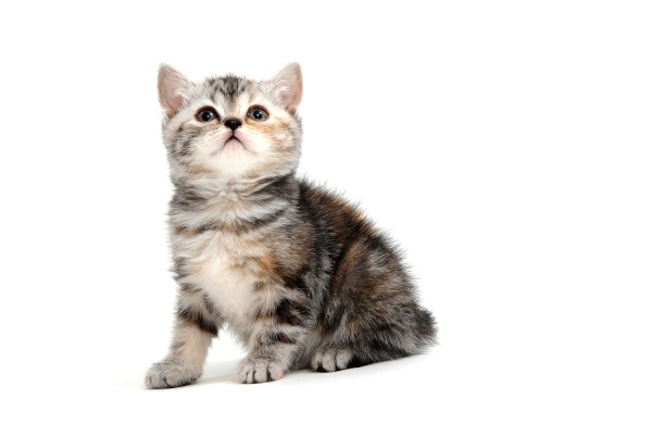 tabby purebred kitten sits on a